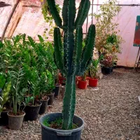 گل وگیاه آپارتمانی