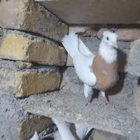 یک جفت طوقی زرد خال سیاه