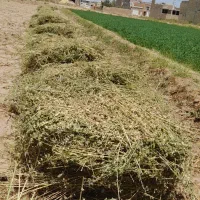 یونجه خشک