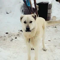 سگ سرابی نر|سگ|تبریز, |دیوار