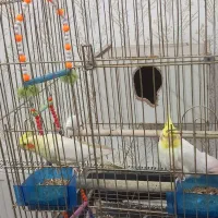 عروس هلندی|پرنده|یزد, |دیوار