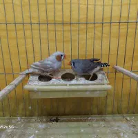 فنچ هاف اورنج|پرنده|بوشهر, |دیوار