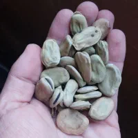 باقالی خشک امساله گرگان، دانه درشت، زودپز،|خوردنی و آشامیدنی|کرج, شهرک کوثر|دیوار