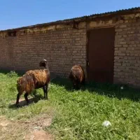 ۲راس مال درجه یک