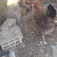مرغ ریشو تخم گذار