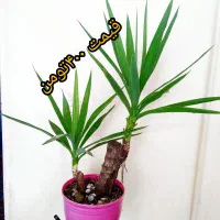 گل اپارتمانی