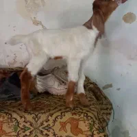 بز نجدی|حیوانات مزرعه|لیکک, |دیوار