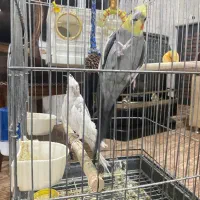 دو عدد عروس هلندی مولد|پرنده|سنندج, |دیوار