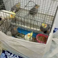 ۳ عدد بچه پرنده ۶ ماهه