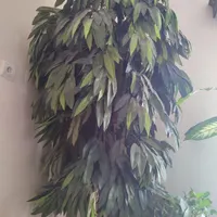 درختچه مصنوعی انبه