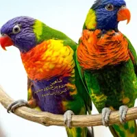 طوطیی به ع ک س د و م دقت بفرمایید|پرنده|ایرانشهر, |دیوار