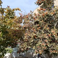 خرمالو عالی درجه یک به شرط کیلویی ۷۰ هزار