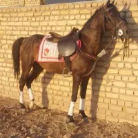 اسب نریان کرد ۴سال سواری دار آینده دار