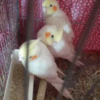 عروس هلندی سرلاکی