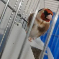 سهره دهن باغی قدیم