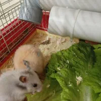 همستر سوری ۴ تا ماده