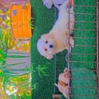 ...|سگ|تهران, استقلال|دیوار