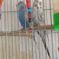 مرغ عشق انگلیسی