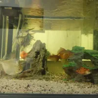 آکواریوم|ماهی|دورود, |دیوار