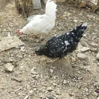 مرغ بومی.گلین|حیوانات مزرعه|جرقویه, |دیوار