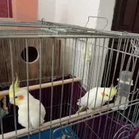 طوطی|پرنده|مهاباد (آذربایجان غربی), |دیوار