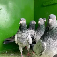 پاکستانی اورجینال|پرنده|بندرعباس, |دیوار