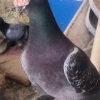 کبوتر عطیقه