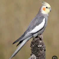 عروس هلندی مولد و مرغ عشق مولد