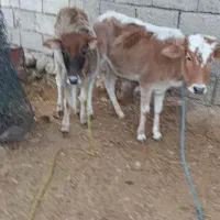 ۲راس گوساله ماده محلی|حیوانات مزرعه|پلدختر, |دیوار