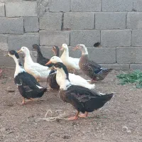 اردک