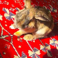 خرگوش میکس|موش و خرگوش|شیراز, پانصد دستگاه ارتش|دیوار