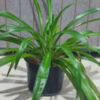 فروش گلها|گل و گیاه طبیعی|مراغه, |دیوار