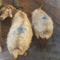 دوتا گوسفند گوشتی قیمت