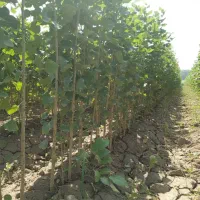 نهال صنوبر سریع‌الرشدترین درخت سودده ایران|خدمات باغبانی و درختکاری|رشت, منظریه|دیوار