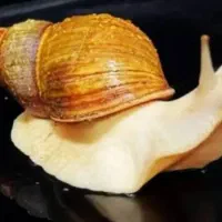 البینو  حلزون به صورت یکجا