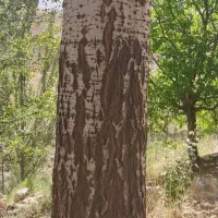 درخت کبوده وگردو