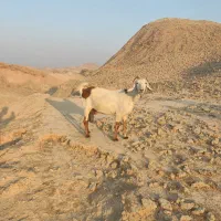 فروش دو عدد بز جوان دو قلو زا|حیوانات مزرعه|هندیجان, |دیوار