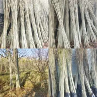 فروش ویژه نهال صنوبر وکبود ائلمان|خدمات باغبانی و درختکاری|رشت, حومه رشت|دیوار