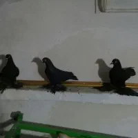 پنج تا کبوتر