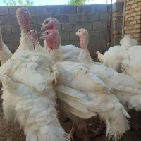 بوقلمون