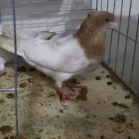 معاوضه با پرنده قفسی