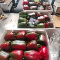 نیروی خانم جهت سورت و بسته بندی فلفل