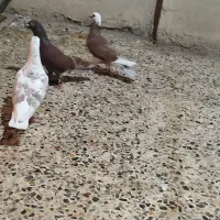 کبوتر دورگ|پرنده|خرمآباد, |دیوار