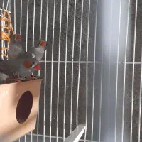 دوجفت فنچ|پرنده|بردسکن, |دیوار