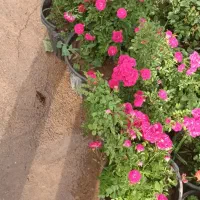 ساناز رونده رز