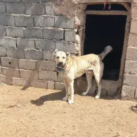 سگ گمشده
