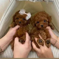 توله سگ.تاینی پودل