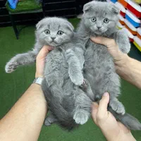 مجموعه گربه های اهواز ایران کتز