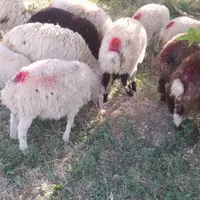 ۱۴ راس بره نر وماده مناسب داشت وپروار|حیوانات مزرعه|گلپایگان, |دیوار