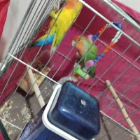 طوطی بریزلی ماده فروشی|پرنده|کرج, احدآباد|دیوار